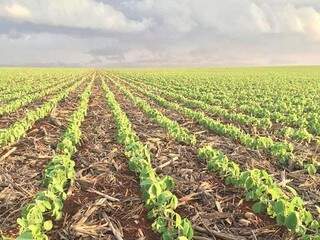 Plantação de soja em Mato Grosso do Sul (Foto: divulgação / Aprosoja)