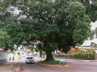 A Figueira está no meio da rua do Rosário e tem mais de dez metros (Foto: Henrique Kawaminami)