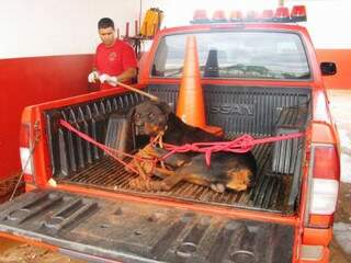 Bombeiros tiveram trabalho para imobilizar o rottweiler; ele foi levado para o quartel (Foto: Maracaju Na Hora)
