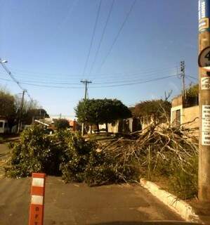 Agetran colocou cones para fazer a sinalização no local onde a árvore está caída. (Foto: Nilma Diniz)