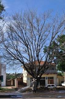 Conforme funcionários da Seintrha que estiveram no local, a árvore está condenada e deve ser removida amanhã. (Foto: Alcides Neto)