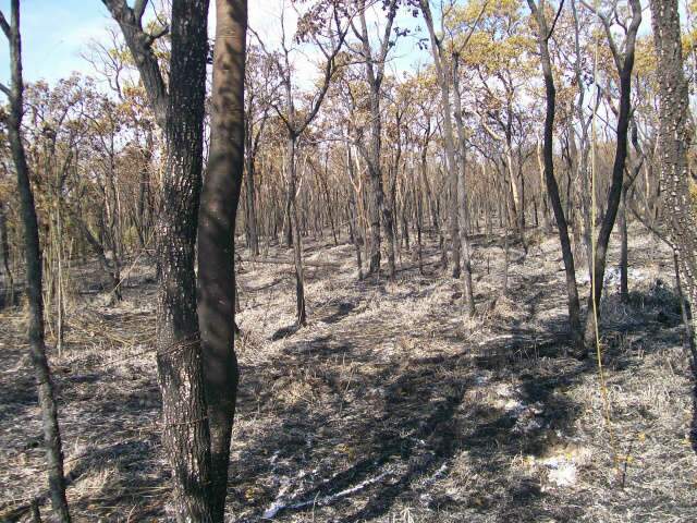  Assentado &eacute; multado em R$ 251 mil por inc&ecirc;ndio em lotes e &aacute;rea de reserva 