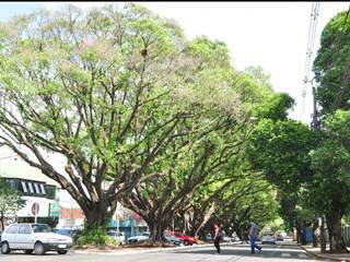 Ficus da avenida Mato Grosso (Arquivo/Foto: João Carrigó)