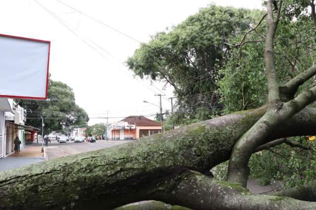 Jatob&aacute; de 25 metros derrubou muro e fechou pistas da Bandeirantes