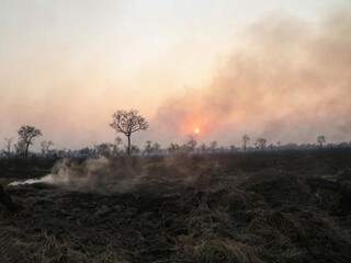Vegetação rasteira virou cinzas no Pantanal. (Foto: Paulo Francis) 