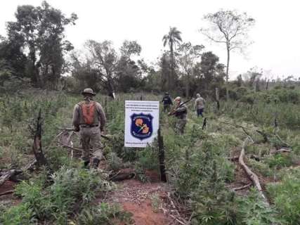Agentes antidrogas destroem ro&ccedil;as de maconha cultivadas por &iacute;ndios