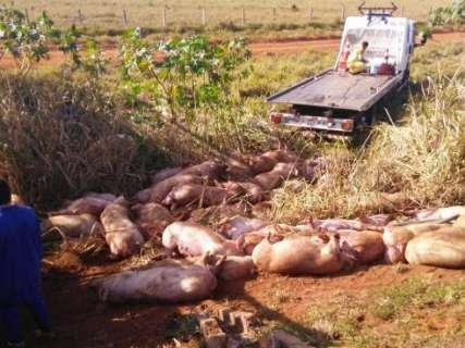 Dezenas de su&iacute;nos morrem ap&oacute;s tombamento de carreta na BR-163 