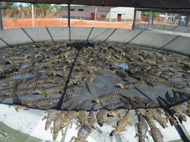 Blairo Maggi vem a MS para inaugurar frigor&iacute;fico de jacar&eacute;s em Corumb&aacute;