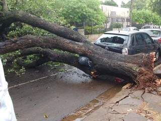 Árvore caiu sobre carros na Rua Joel Dibo. (Foto: Christiane Reis)