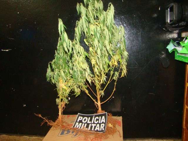 Ex-detento &eacute; flagrado cultivando p&eacute; de maconha em casa 