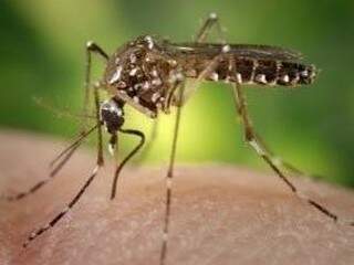 O mosquito já adulto transmite as doenças por meio da picada. (Foto: Sanofi Pasteur/Divulgação)