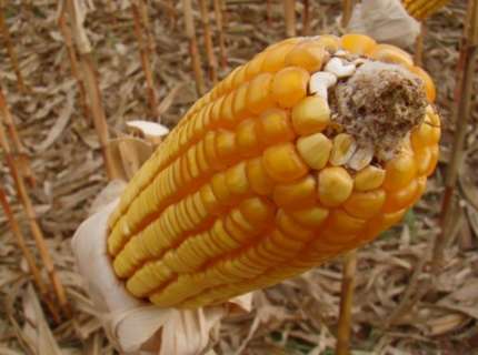 Concurso em MS premia agricultores que cultivam milho
