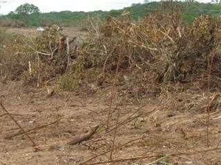 Área desmatada no município de Rio Verde. (Foto: Direto das Ruas)