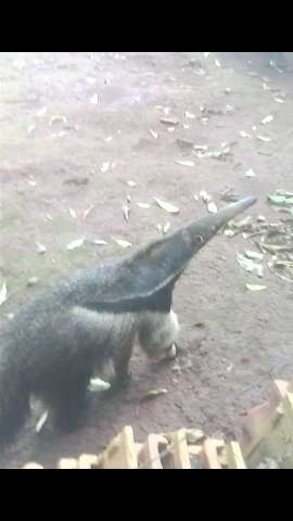 Moradora encontra tamandu&aacute;  no quintal de casa no Portal Caiob&aacute;