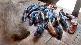 Neste ano, 529 kg de pescado foram apreendidos.(Foto: Divulgação PMA)