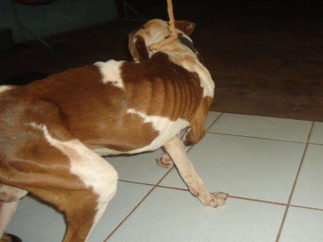 Rapaz muda de resid&ecirc;ncia e abandona pitbull amarrado