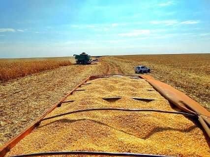 Colheita de milho em safra recorde já atinge 70% da área plantada em MS