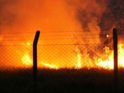 Curto circuito provoca incêndio em vegetação que abriga animais silvestres 