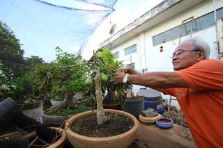 Julio utiliza técnica inédita no Brasil para bonsai de mamoeiro