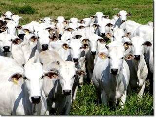 Arrendamento envolvia 2.500 bovinos (Foto: Arquivo)