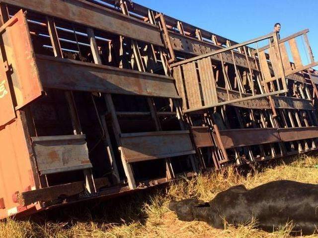 Carreta carregada com bovinos tomba em subida e mata animais na MS-473