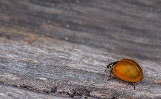 Ladybug. (Foto: Patrik Oening)