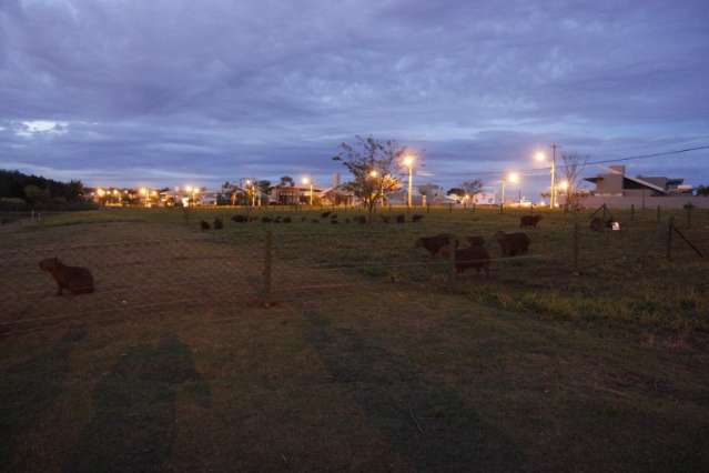 Residencial garante que choque em capivaras tem baixa voltagem