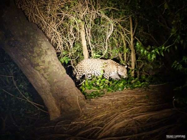 Na primeira aventura no Pantanal, amigos se emocionam ao ver on&ccedil;a