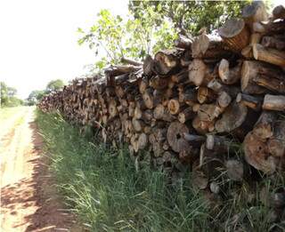 Conforme a Polícia Ambiental foram localizados 300 m³ de madeira, o que daria para encher em torno de 20 caminhões.(Foto: divulgação)