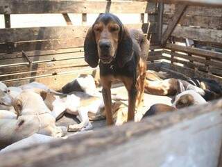 Muitos cachorros foram encontrados sem água ou alimentação adequada. Além disso, alguns deles estavam num cubículo repleto de fezes (Foto: Marina Pacheco) 