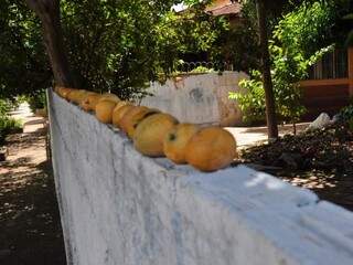 Quintal é grande e rende muitas frutas. (Foto: Marcelo Calazans)