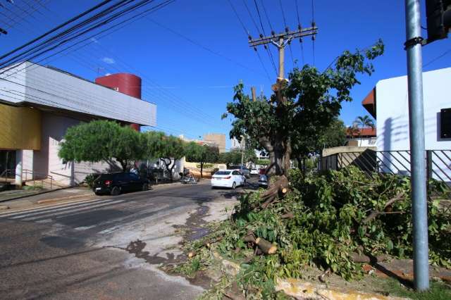 Ip&ecirc; que sobreviveu &agrave; poda radical &#039;some&#039; com obra na Via Parque