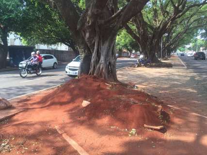 Formigueiros gigantes se tornam paisagem comum em avenidas da Capital