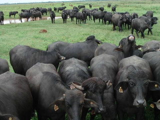 Rebanho de búfalos é estimado em 20 mil cabeças em MS. (Foto: Divulgação)