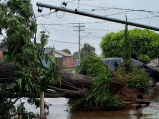 Árvore cedeu sobre calçada no Bonança e levou poste junto (Foto: Direto das Ruas)