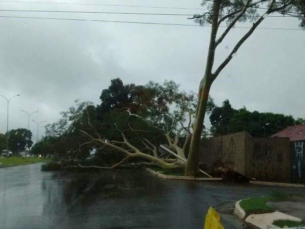 Chuva que atinge a Capital provoca queda de &aacute;rvores em alguns pontos