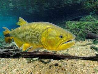 Pesca do dourado está proibida no Estado ao longo de cinco anos. (Foto: Imasul/Divulgação)
