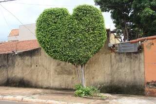 A árvore de Clarindo em formato de coração (Foto: Marcos Ermínio)