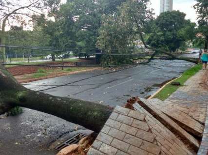 Vendaval derruba árvores e postes e bloqueia trânsito na Fernando Corrêa