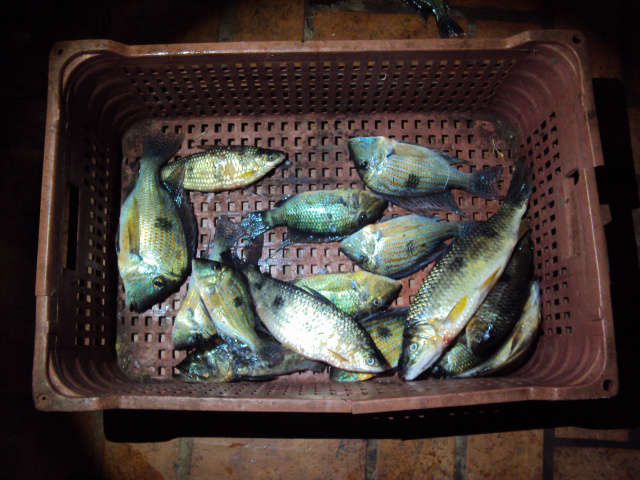  PMA prende pescador paulista e aplica multa de R$ 7 mil