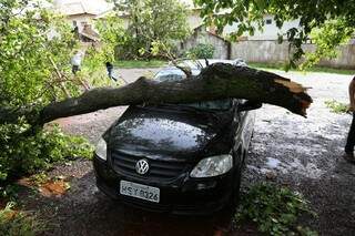 Veículo foi destruído por árvore ao parar para se proteger de chuva (Foto: Fernando Antunes)