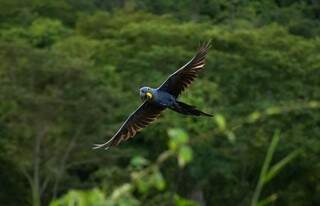 Registro da Arara Azul feito em Piraputanga pela tarde após mais de 8 horas de observação de aves. (Foto: André Bittar)
