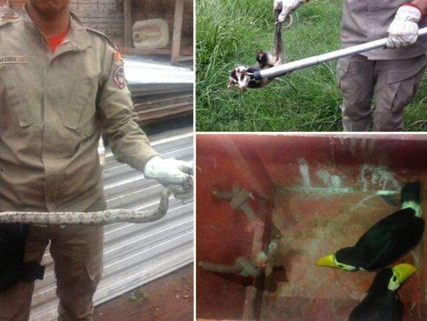 Em 24 horas, Bombeiros resgatam filhotes de tucano, gamb&aacute; e cobra