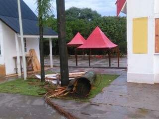 Palmeira cortada em frente ao Parque das Nações Indígenas, na Capital (Foto: Marcos Vinícius)
