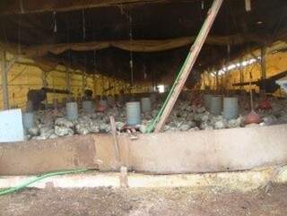 Durante a operação, a Polícia flagrou uma granja irregular em Dourados. As aves mortas serviam de alimento para porcos. ( Foto: divulgação)