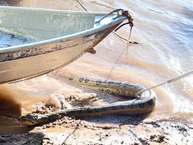 Moradores encontram sucuri de 6 metros durante prociss&atilde;o fluvial