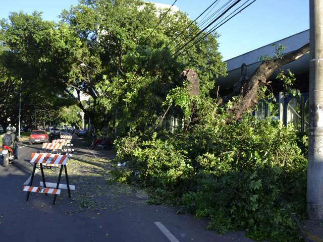  Galhos de &aacute;rvore deixados na avenida Afonso Pena atrapalham tr&acirc;nsito