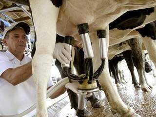 Produção de leite em Mato Grosso do Sul (Foto: Embrapa Gado de Leite)
