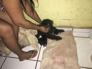 A cadelinha que foi agredida. (Foto: PMA)