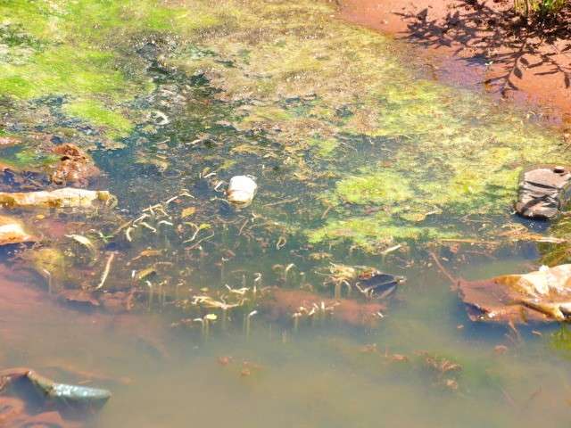 Gambiarra gera ac&uacute;mulo de &aacute;gua e medo da dengue no Jardim Noroeste
